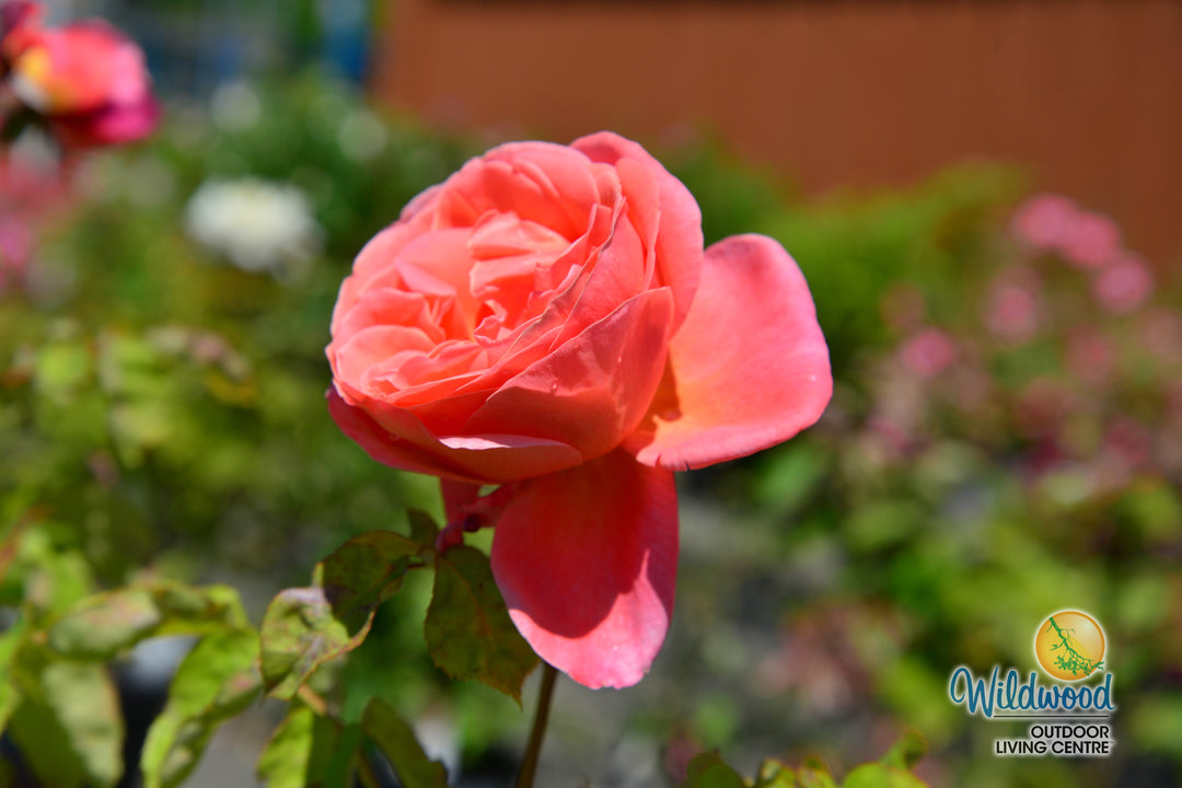 Sweet Mademoiselle - Star Roses and Plants