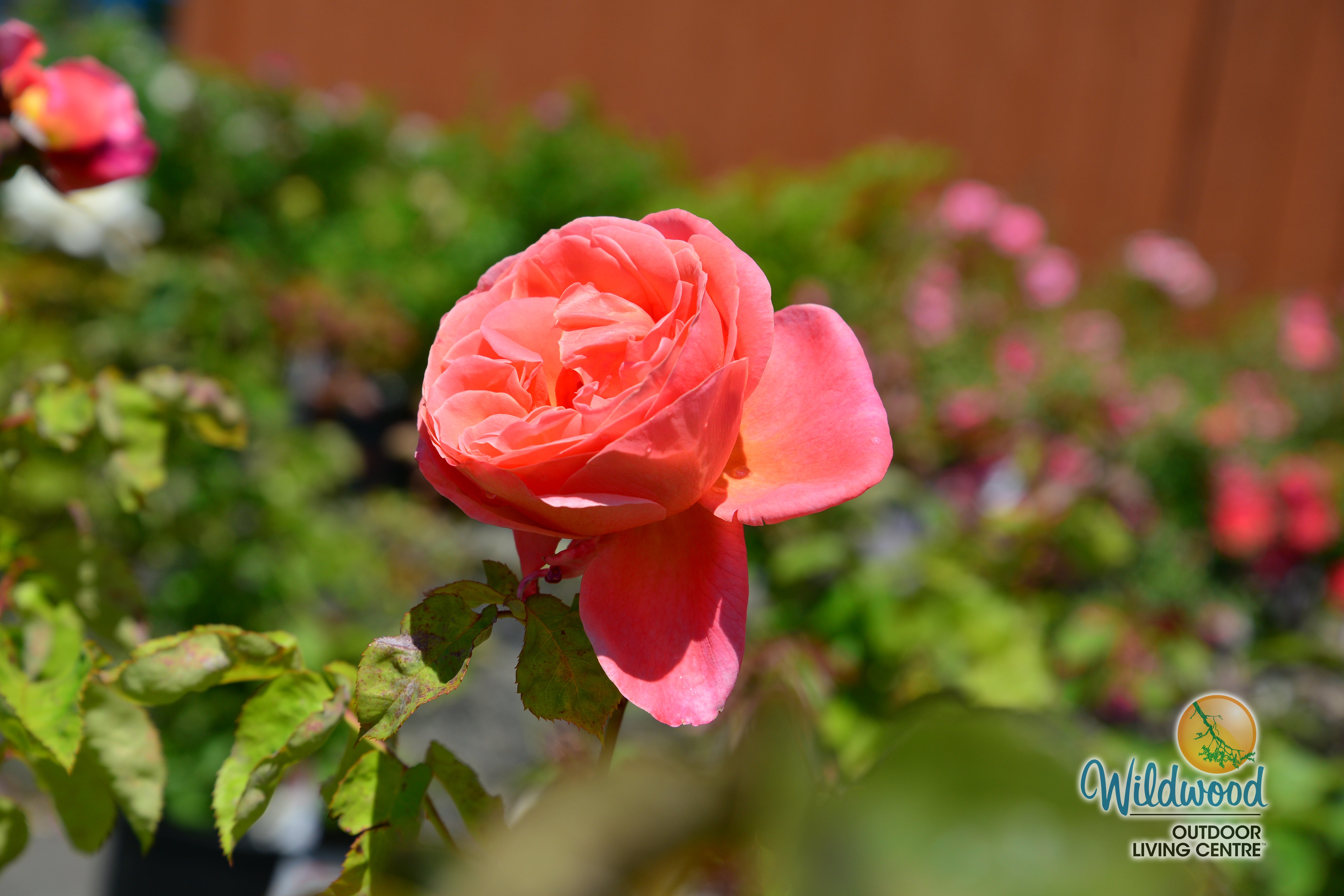 Sweet Mademoiselle - Star Roses and Plants – Wildwood Outdoor Living