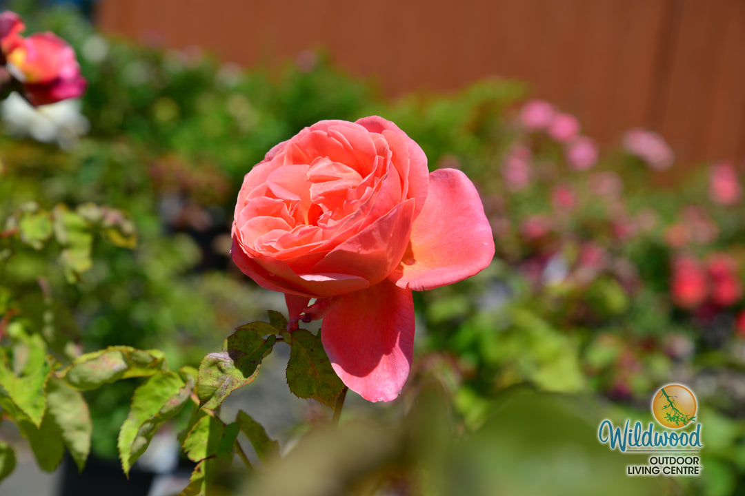 Sweet Mademoiselle - Star Roses and Plants