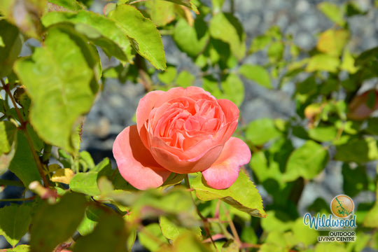 Sweet Mademoiselle - Star Roses and Plants