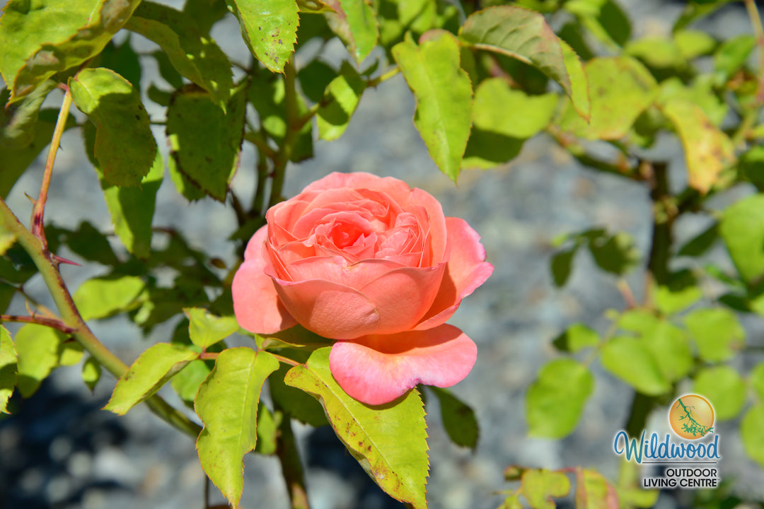 Sweet Mademoiselle - Star Roses and Plants