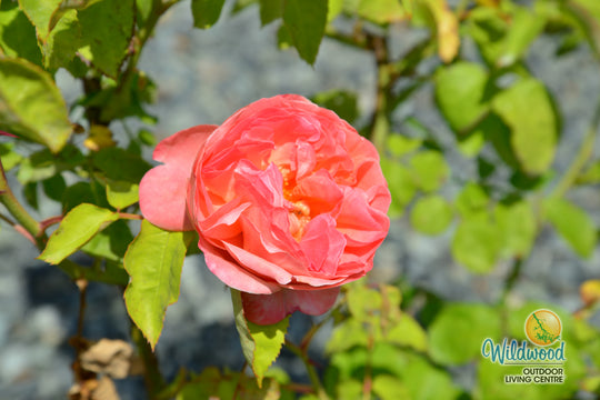 Sweet Mademoiselle - Star Roses and Plants