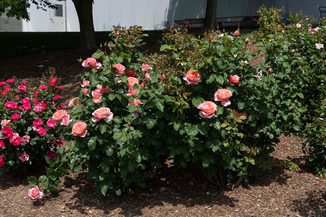 Sweet Mademoiselle - Star Roses and Plants