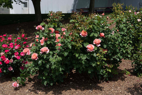 Sweet Mademoiselle - Star Roses and Plants
