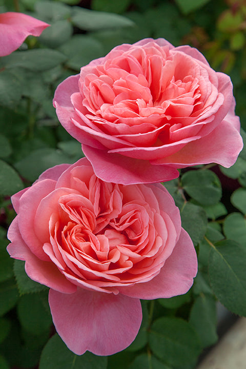 Sweet Mademoiselle - Star Roses and Plants