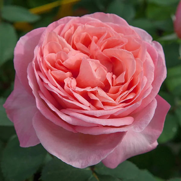 Sweet Mademoiselle - Star Roses and Plants