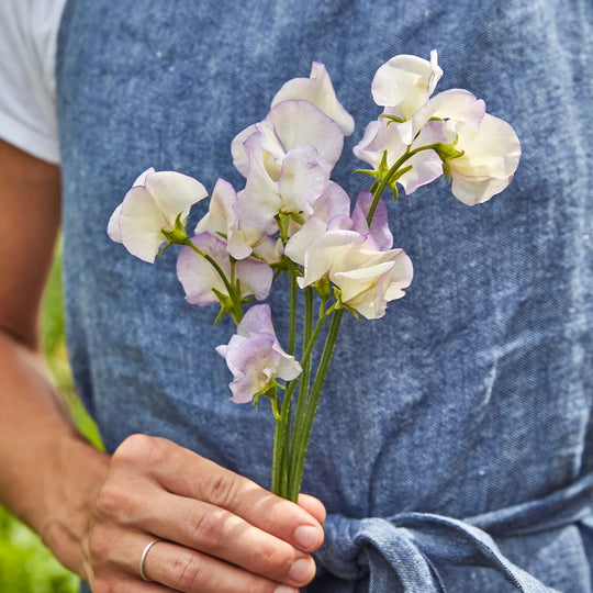 Sweet Pea High Scent - Burpee Seeds