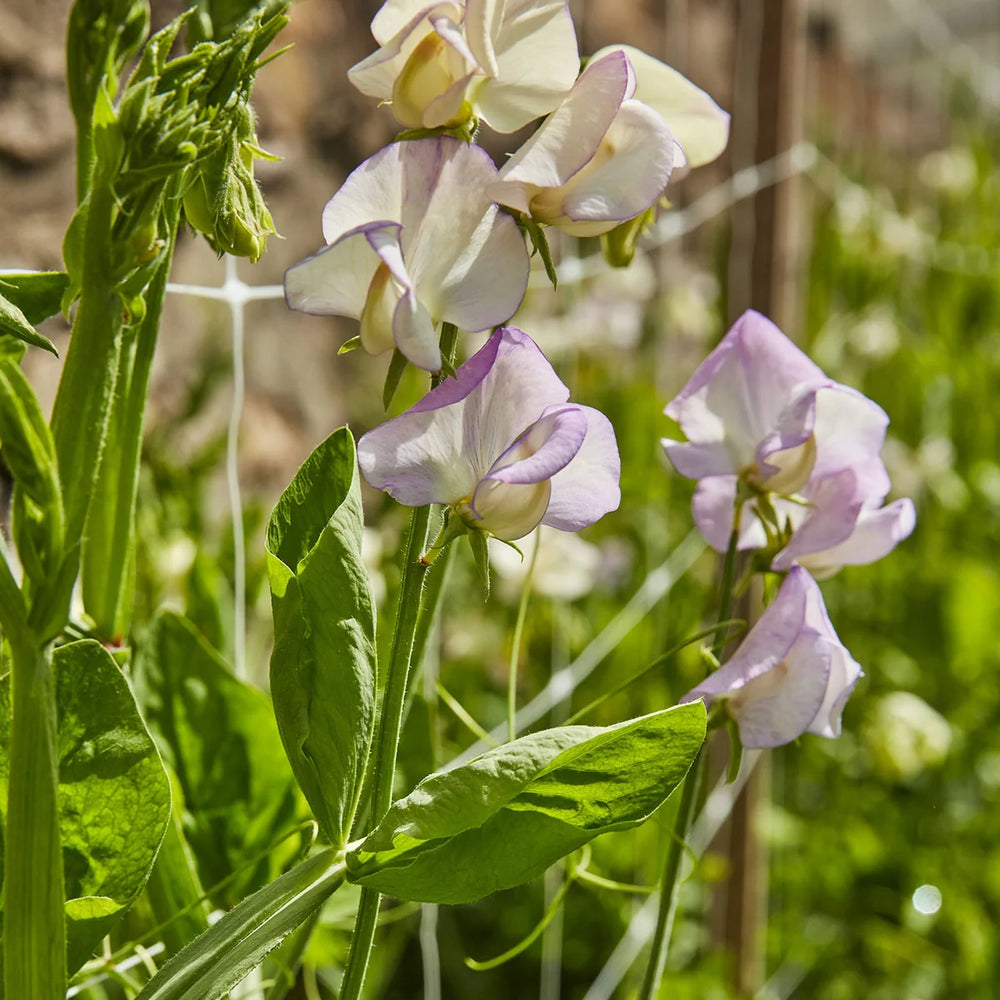 Sweet Pea High Scent - Burpee Seeds