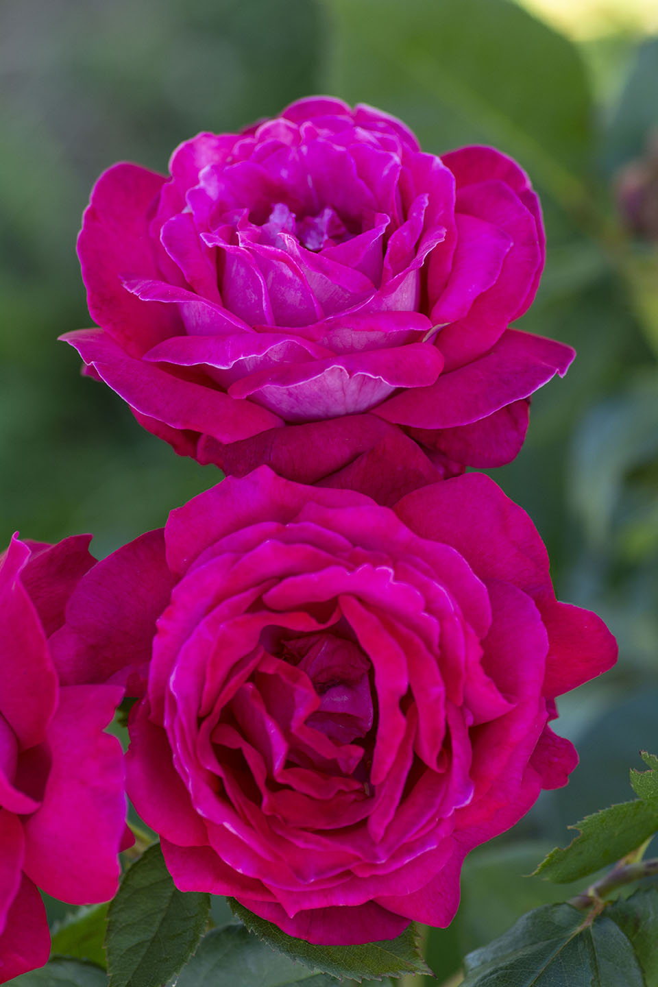 Sweet Spirit™ - Star Roses and Plants
