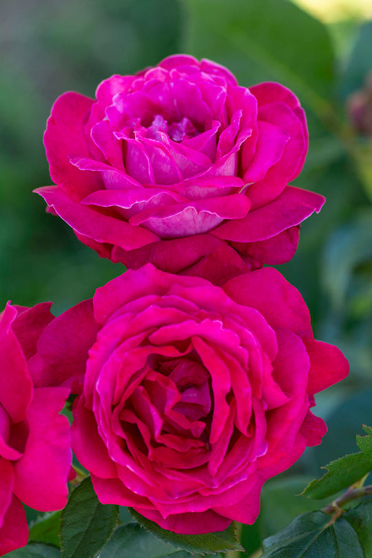 Sweet Spirit™ - Star Roses and Plants