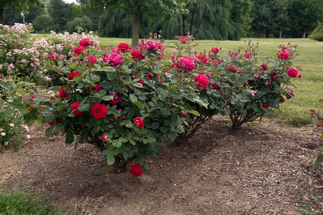 Sweet Spirit™ - Star Roses and Plants
