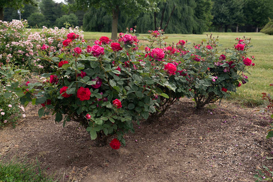 Sweet Spirit™ - Star Roses and Plants