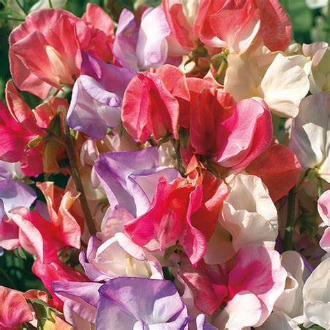 Sweet Pea Incense Mix - Pacific Northwest Seeds