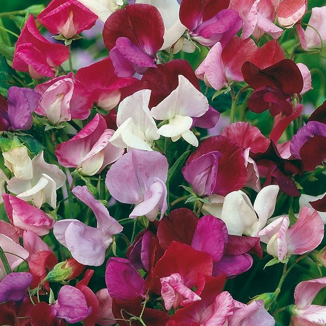 Sweet Pea Old Spice - Pacific Northwest Seeds