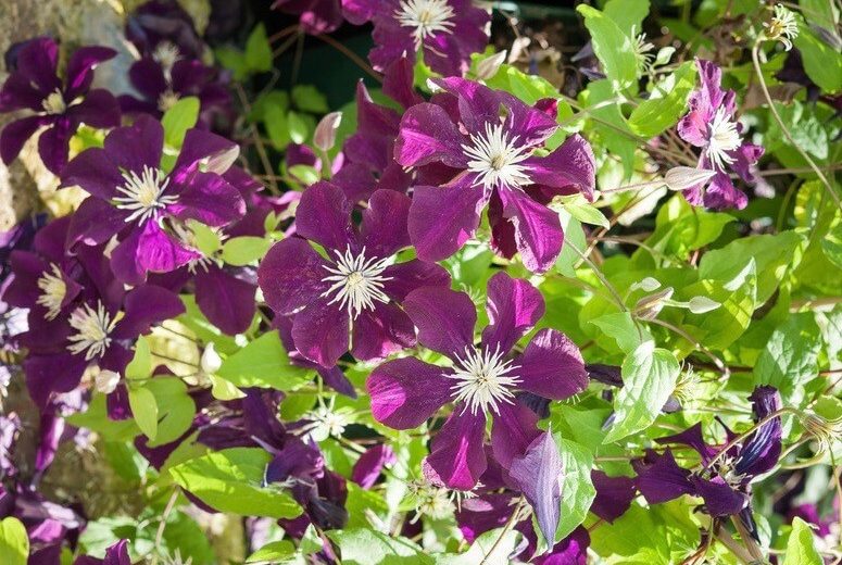 Clematis Warsaw Nike