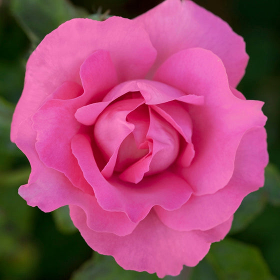 The McCartney Rose™ - Star Roses and Plants