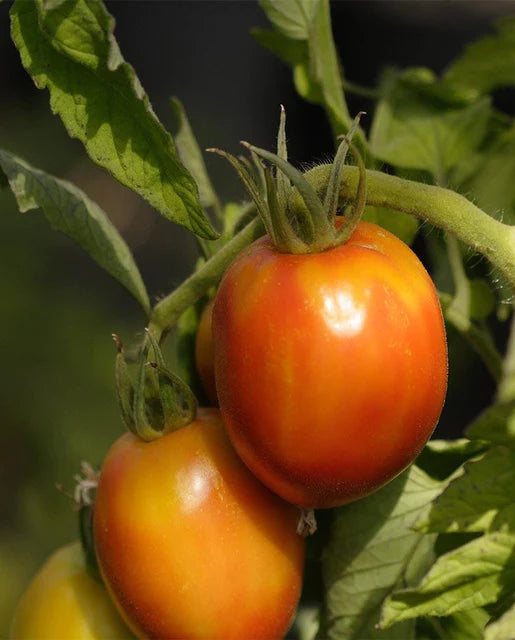 Organic Tomato Amish Paste - West Coast Seeds