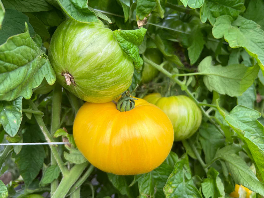 Organic Tomatoes Pork Chop - West Coast Seeds
