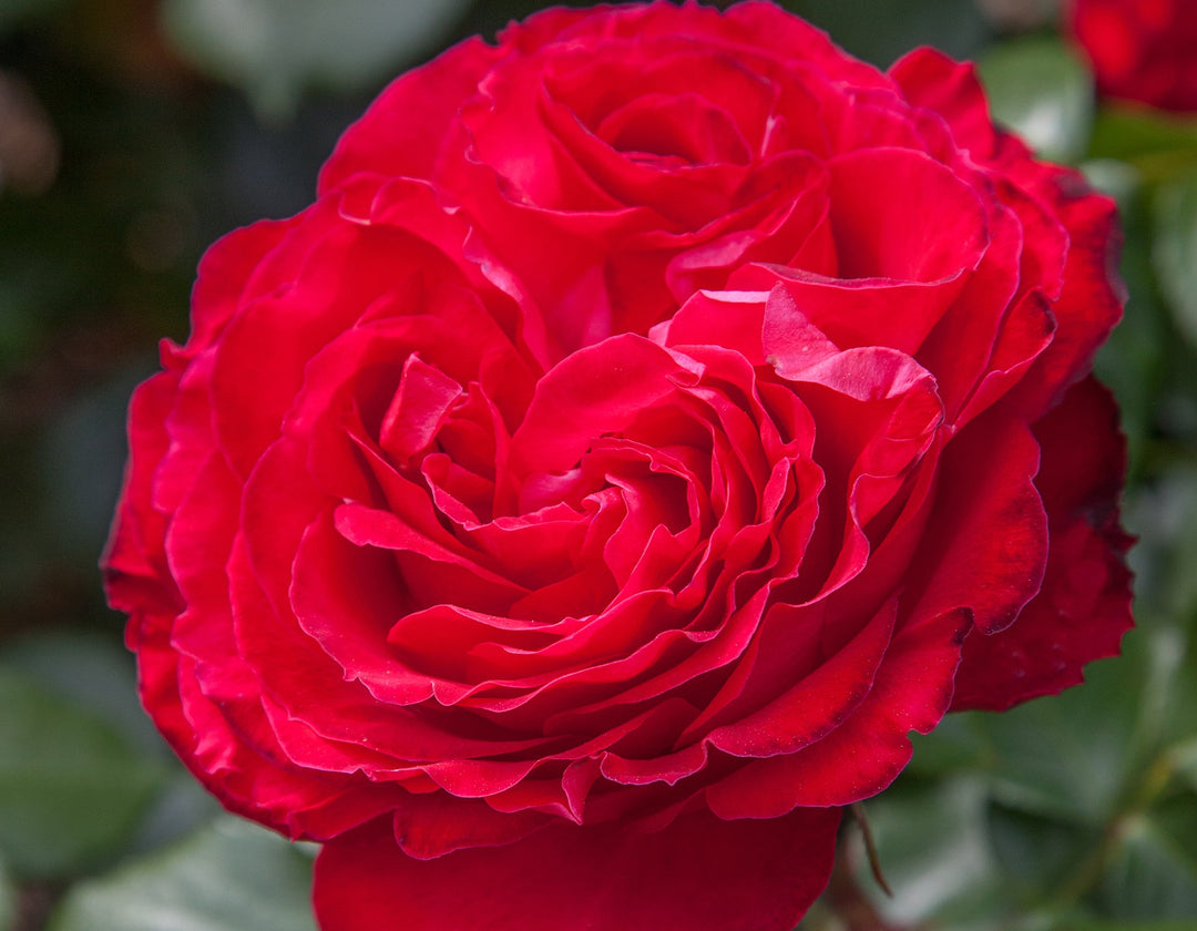 Traviata® - Star Roses and Plants