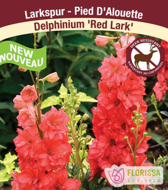 Delphinium - Red Lark, 1 Pack