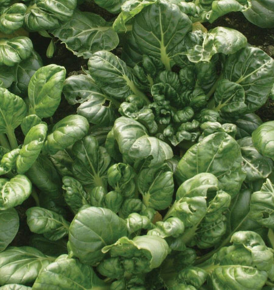 Bok Choi Tah Tsai - West Coast Seeds