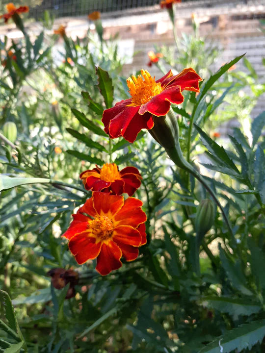 Marigold Taj Mahal - Eagleridge Seeds