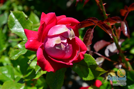 Take It Easy - Weeks Rose
