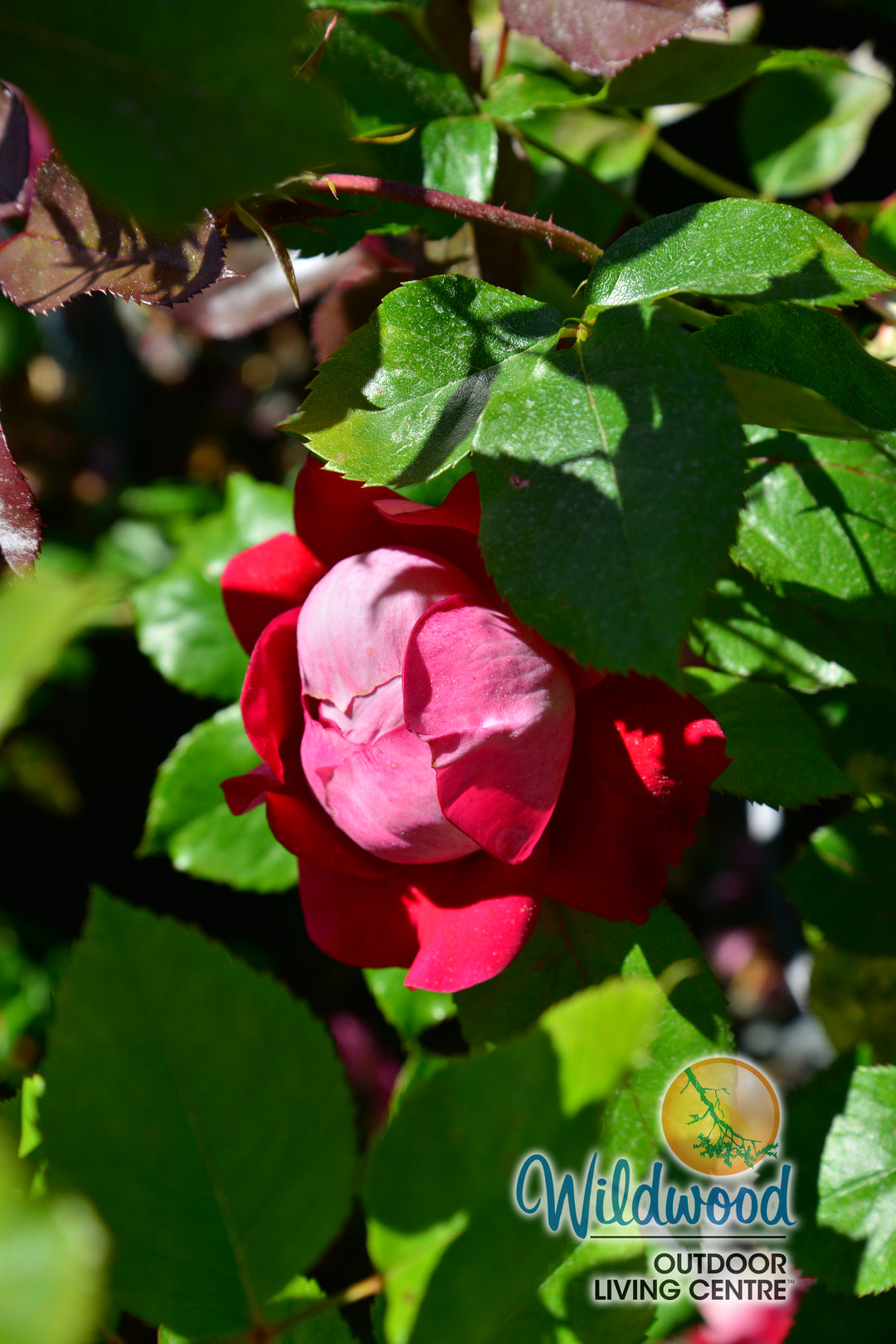 Take It Easy - Weeks Rose