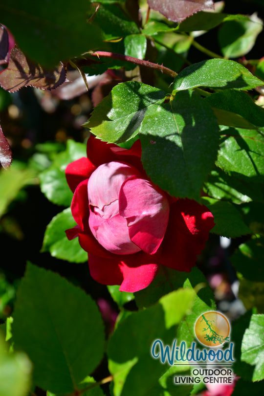Take It Easy - Weeks Rose