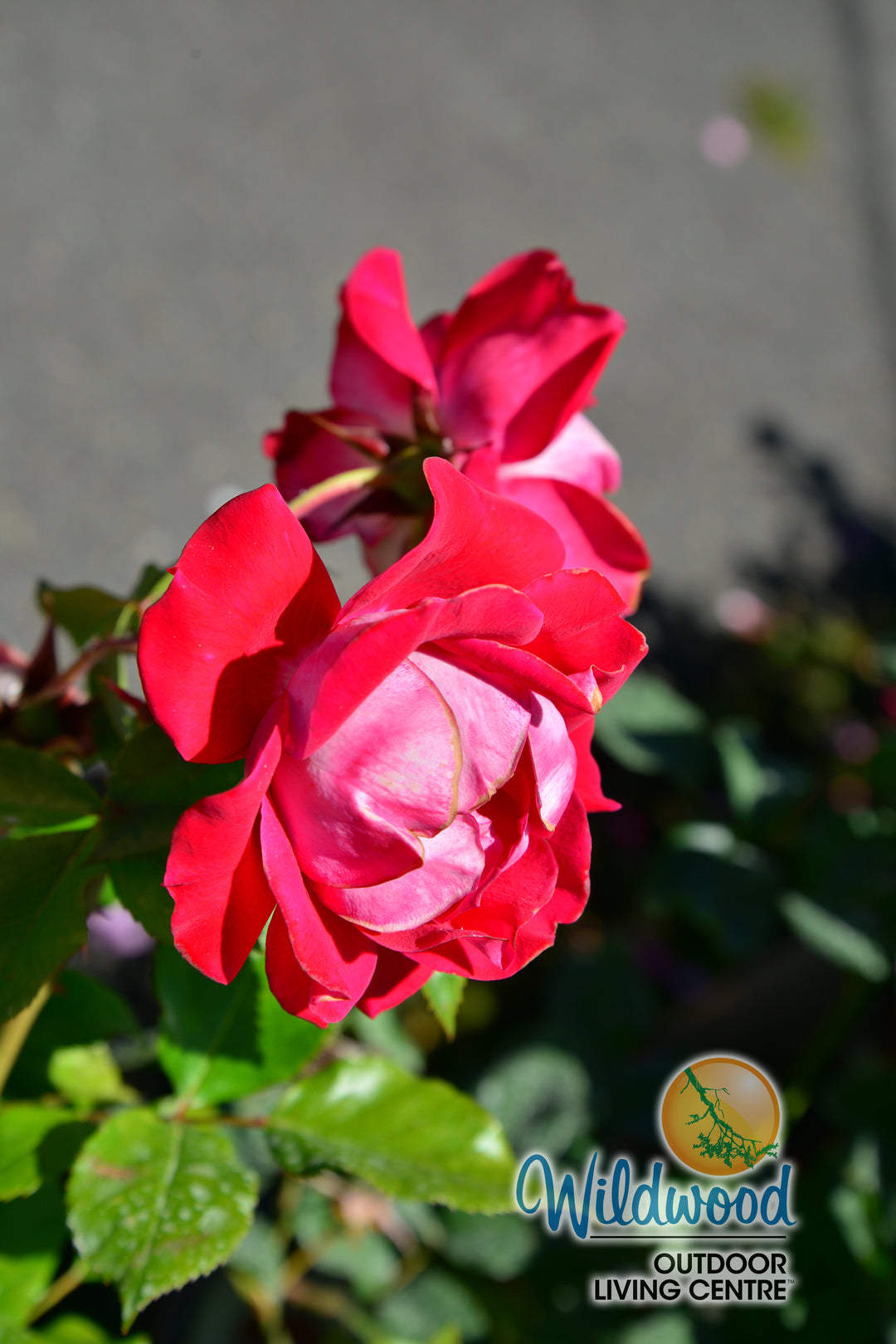 Take It Easy - Weeks Rose