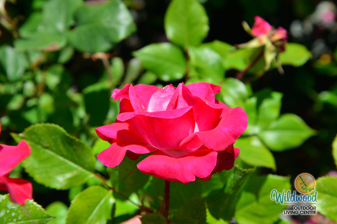 Take It Easy - Weeks Rose