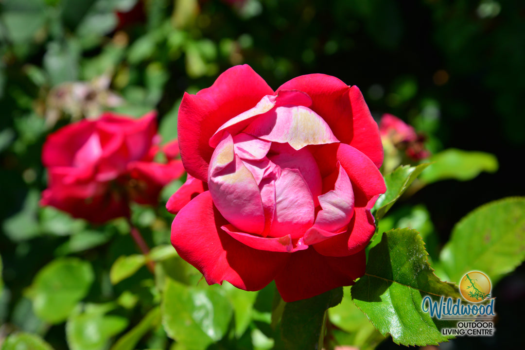 Take It Easy - Weeks Rose