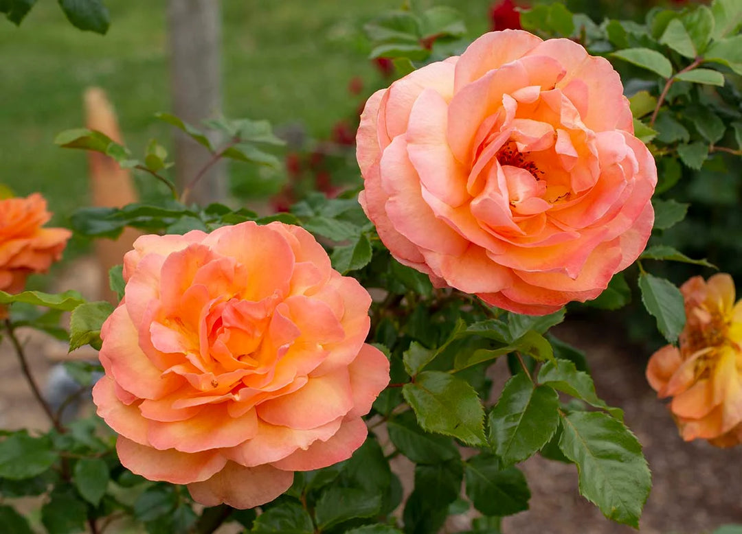 Arborose® Tangerine Skies™ - Kordes® Roses