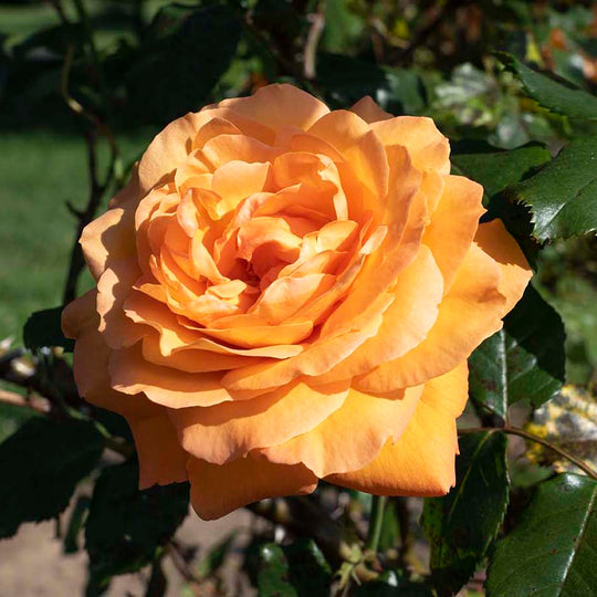 Arborose® Tangerine Skies™ - Kordes® Roses