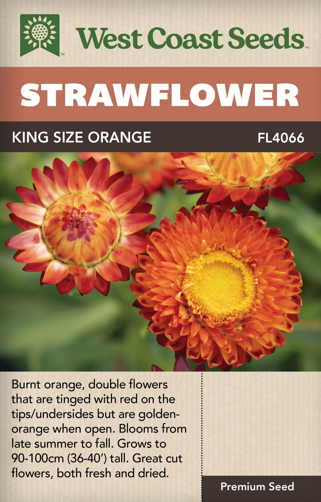 Strawflower King Size Orange - West Coast Seeds