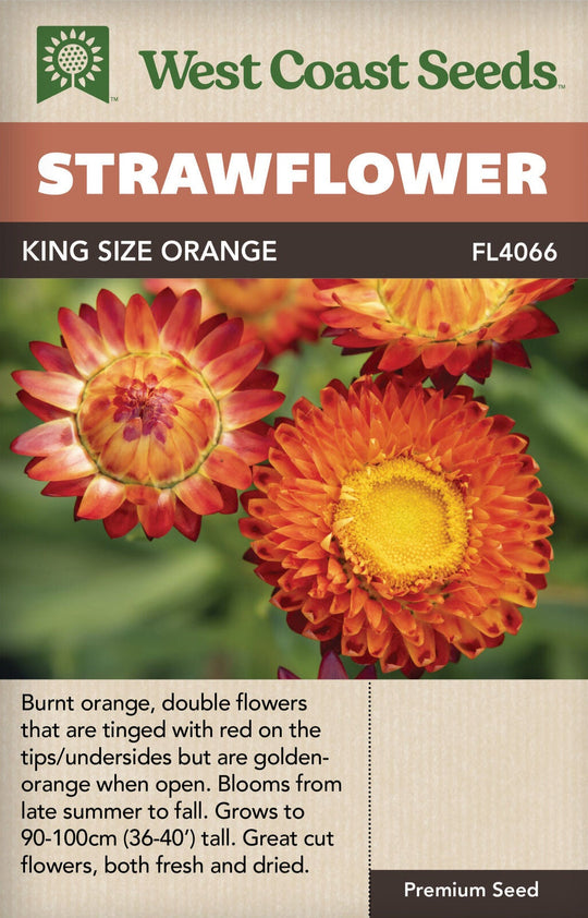 Strawflower King Size Orange - West Coast Seeds