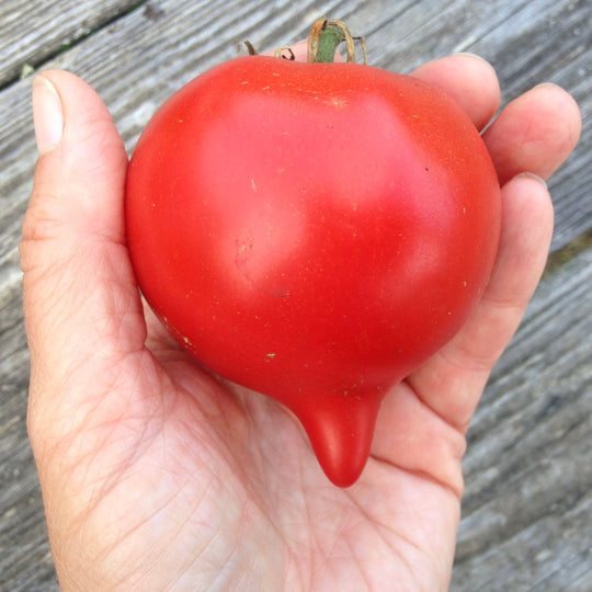 Organic Tomato Teardrop - Metchosin Farm Seeds