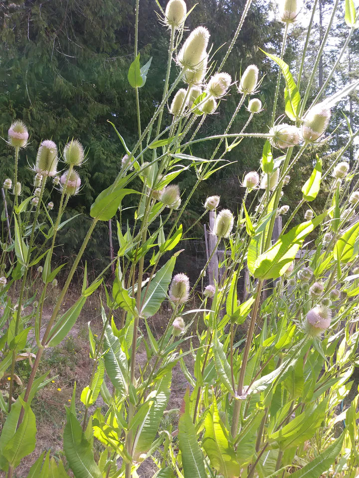 Teasel - Eagleridge Seeds