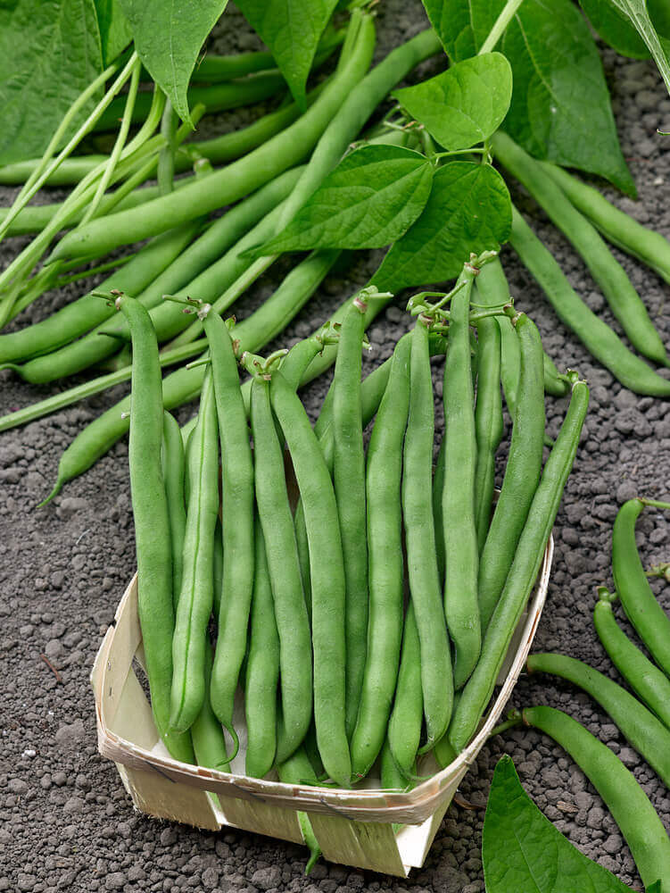 Beans Tendergreen Jumbo - Ontario Seed Company