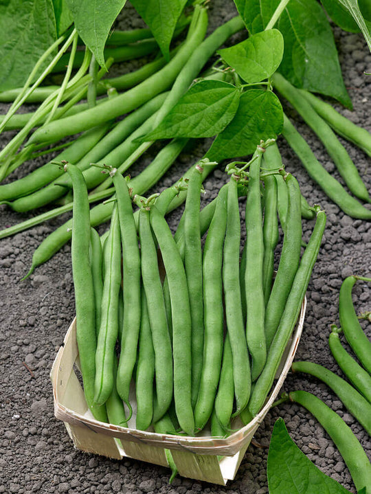 Beans Tendergreen Jumbo - Ontario Seed Company
