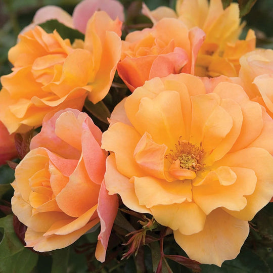 Tequila - Star Roses and Plants