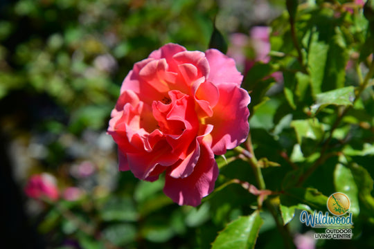 Tequila - Star Roses and Plants