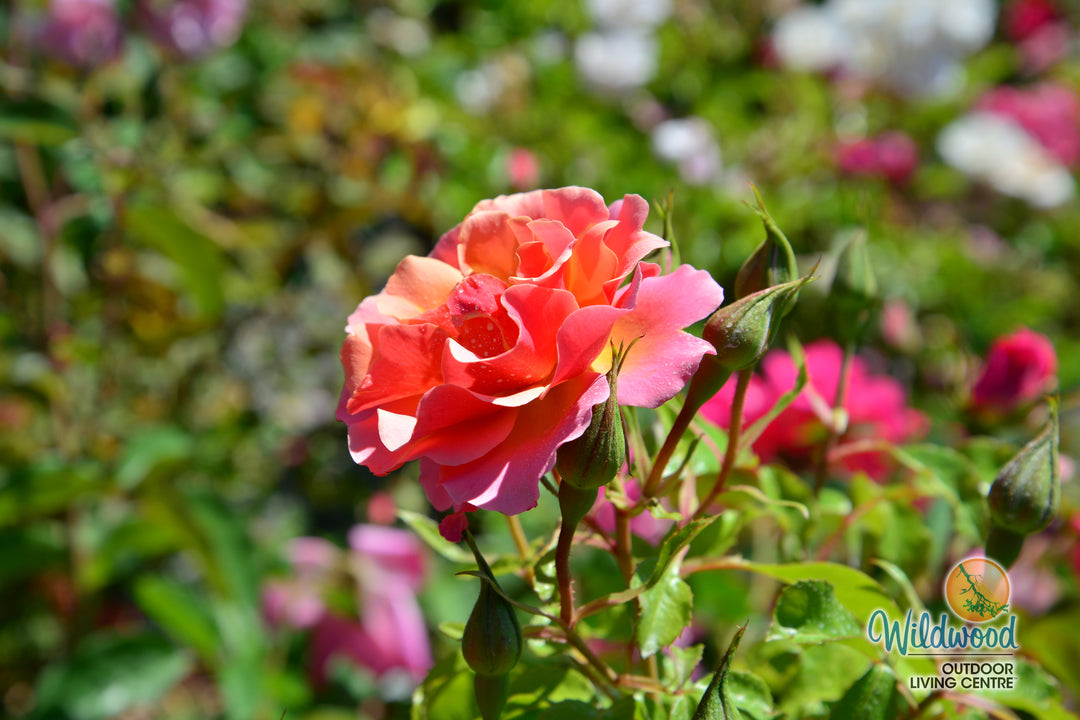 Tequila - Star Roses and Plants