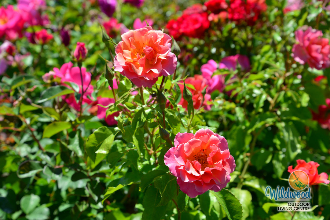 Tequila - Star Roses and Plants