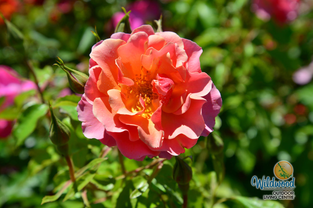 Tequila - Star Roses and Plants