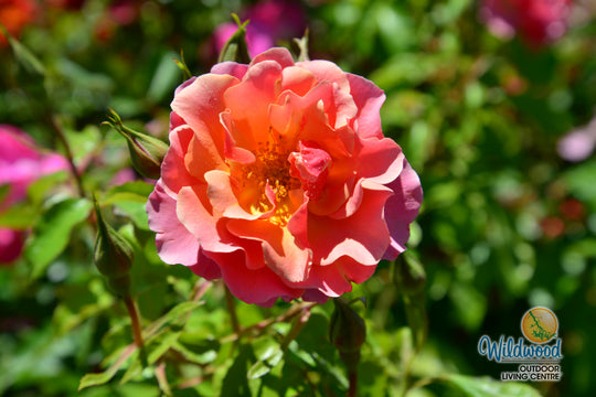 Tequila - Star Roses and Plants