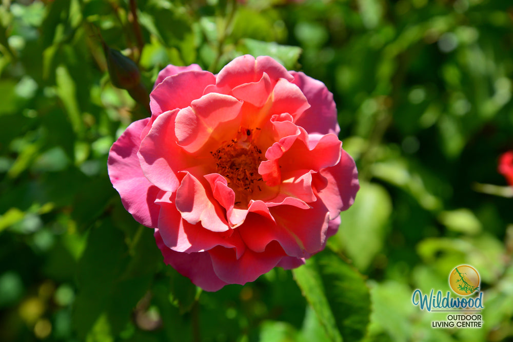 Tequila - Star Roses and Plants