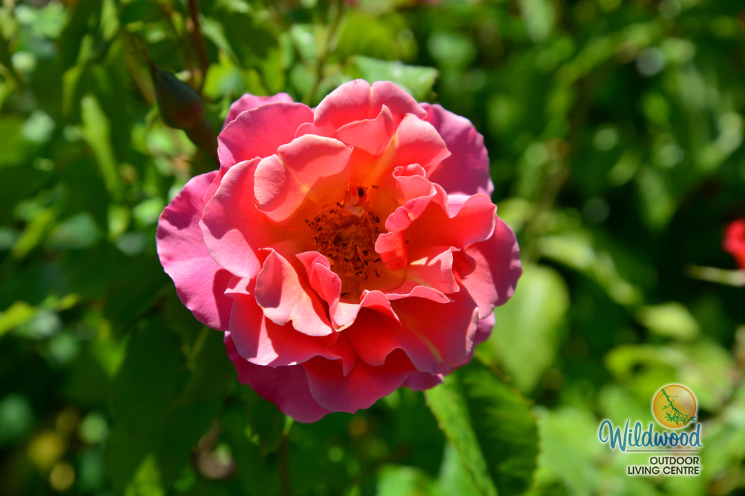 Tequila - Star Roses and Plants
