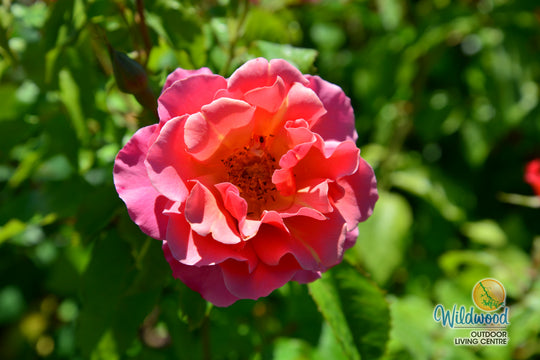 Tequila - Star Roses and Plants