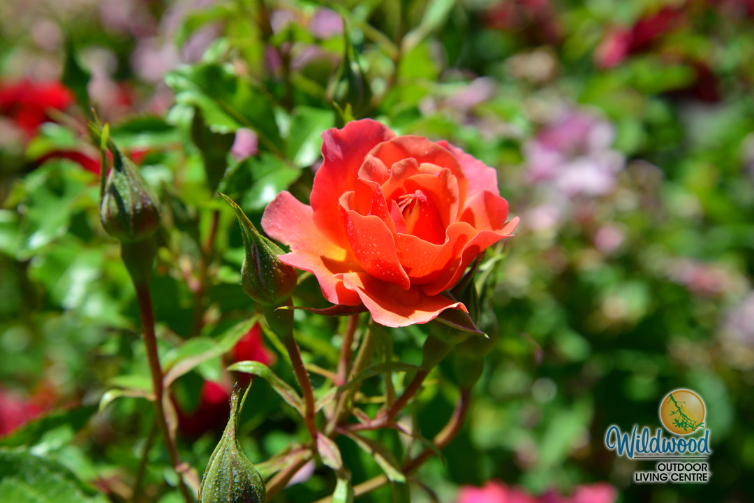 Tequila - Star Roses and Plants